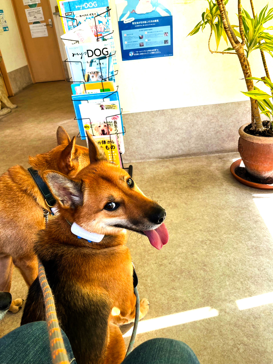 スタッフブログ愛犬4