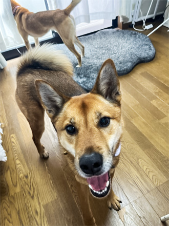 グループホーム高倉の看板犬、キャスくん