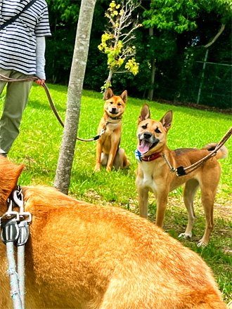 青々とした芝生の上で、リードをつけて楽しそうに散歩をしている柴犬たちの様子