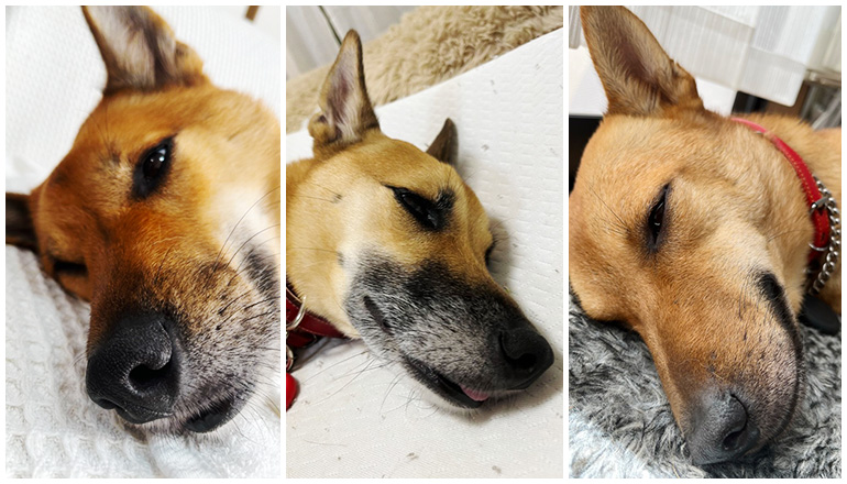 保護犬三匹が寝転んでいる写真 左から「キャス」、「ベス」、「レオ」