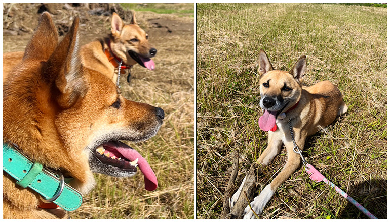 芝生でリラックスする犬の様子を捉えた写真